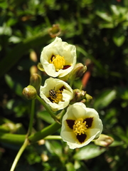 Sagittaria montevidensis