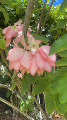Mussaenda philippica