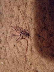 Eburida quadriguttata