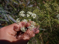 Apioideae