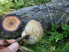 Lentinus