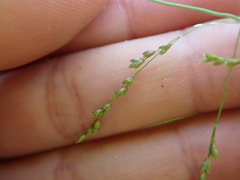 Glyceria striata