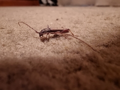 Eburida quadriguttata