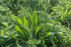 Plantago lanceolata