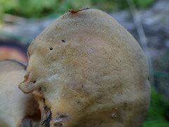 Lentinus