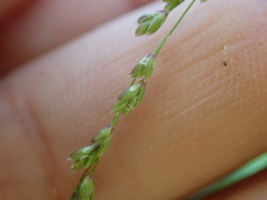 Glyceria striata