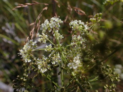 Apioideae