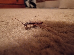 Eburida quadriguttata