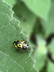 Zygogramma signatipennis