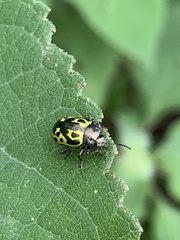 Zygogramma signatipennis