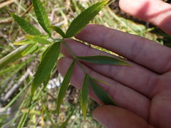 Apioideae