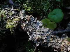 Nephroma