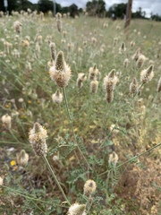 Dalea albiflora
