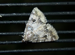 Eubolina impartialis