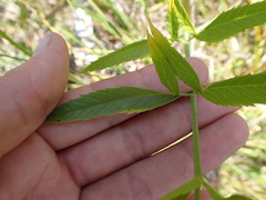 Apioideae