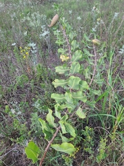 Asclepias arenaria