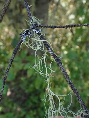 Alectoria sarmentosa