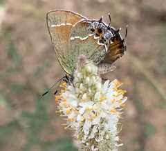 Callophrys gryneus