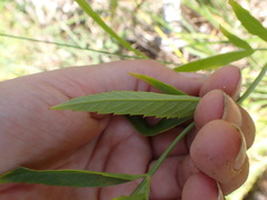 Apioideae