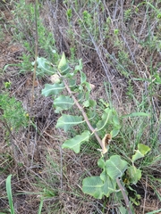 Asclepias arenaria