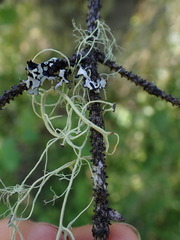 Alectoria sarmentosa