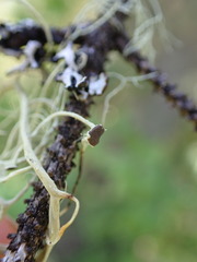 Alectoria sarmentosa