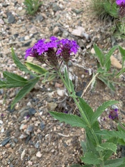 Verbena