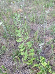Asclepias arenaria
