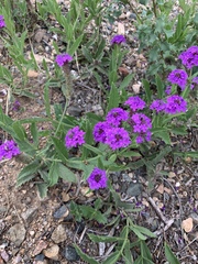 Verbena