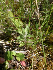 Mentha canadensis