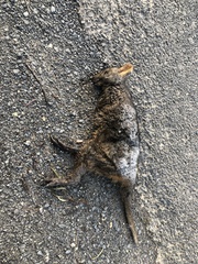 Thylogale billardierii