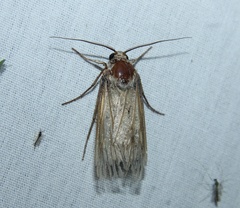 Tathorhynchus exsiccata