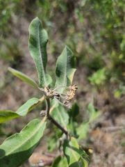 Asclepias arenaria