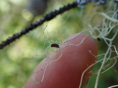 Alectoria sarmentosa