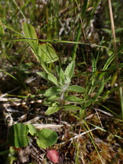 Mentha canadensis