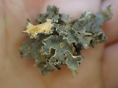 Nephroma