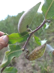 Asclepias arenaria
