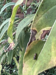 Anacampsis levipedella