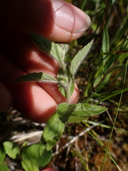 Mentha canadensis