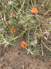 Portulaca suffrutescens