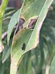 Anacampsis levipedella