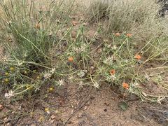 Portulaca suffrutescens