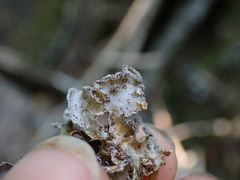 Nephroma