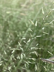 Eragrostis lehmanniana