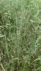 Eragrostis lehmanniana