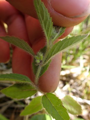 Mentha canadensis