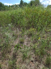 Asclepias arenaria