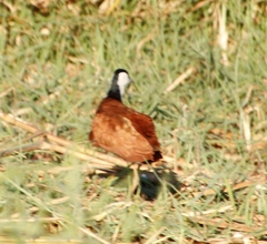 Actophilornis africanus