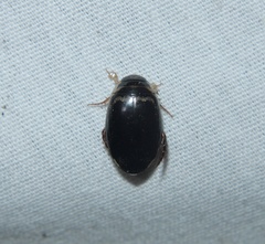 Thermonectus basillaris basillaris