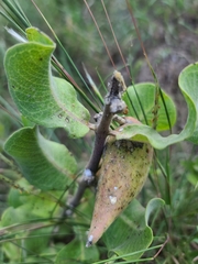 Asclepias arenaria